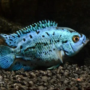 Blue Dempsey (Rocio octofasciata) Angebot